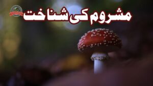 مشروم کی شناخت