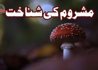 مشروم کی شناخت